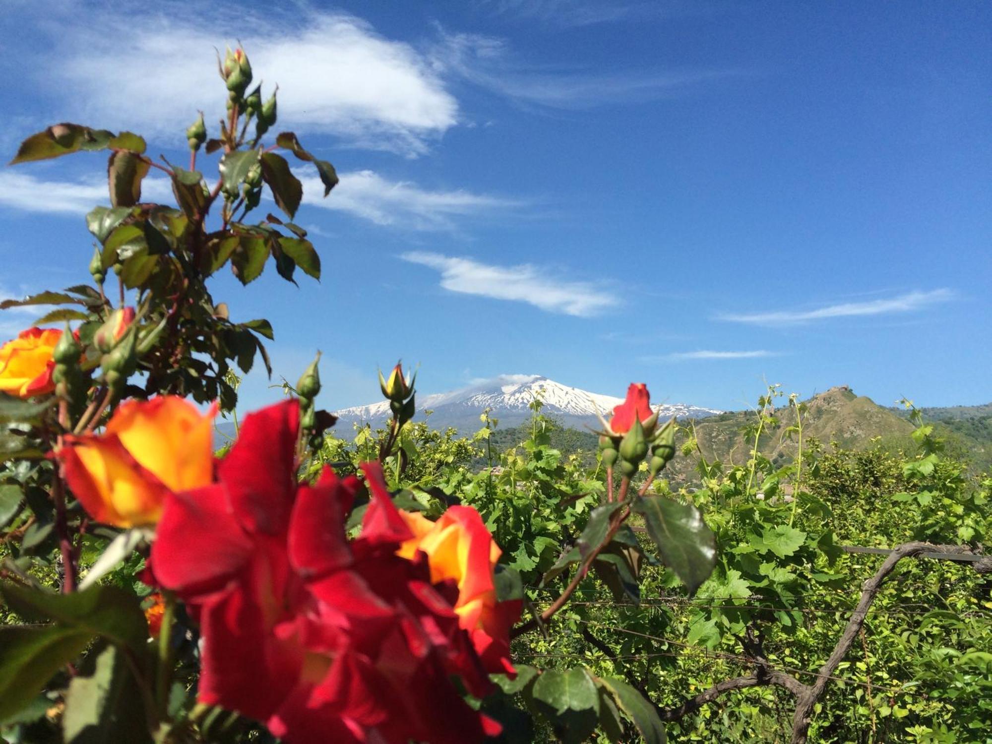 Il Giardino Segreto Bed & Breakfast ทรัปปิเตลโล ห้อง รูปภาพ
