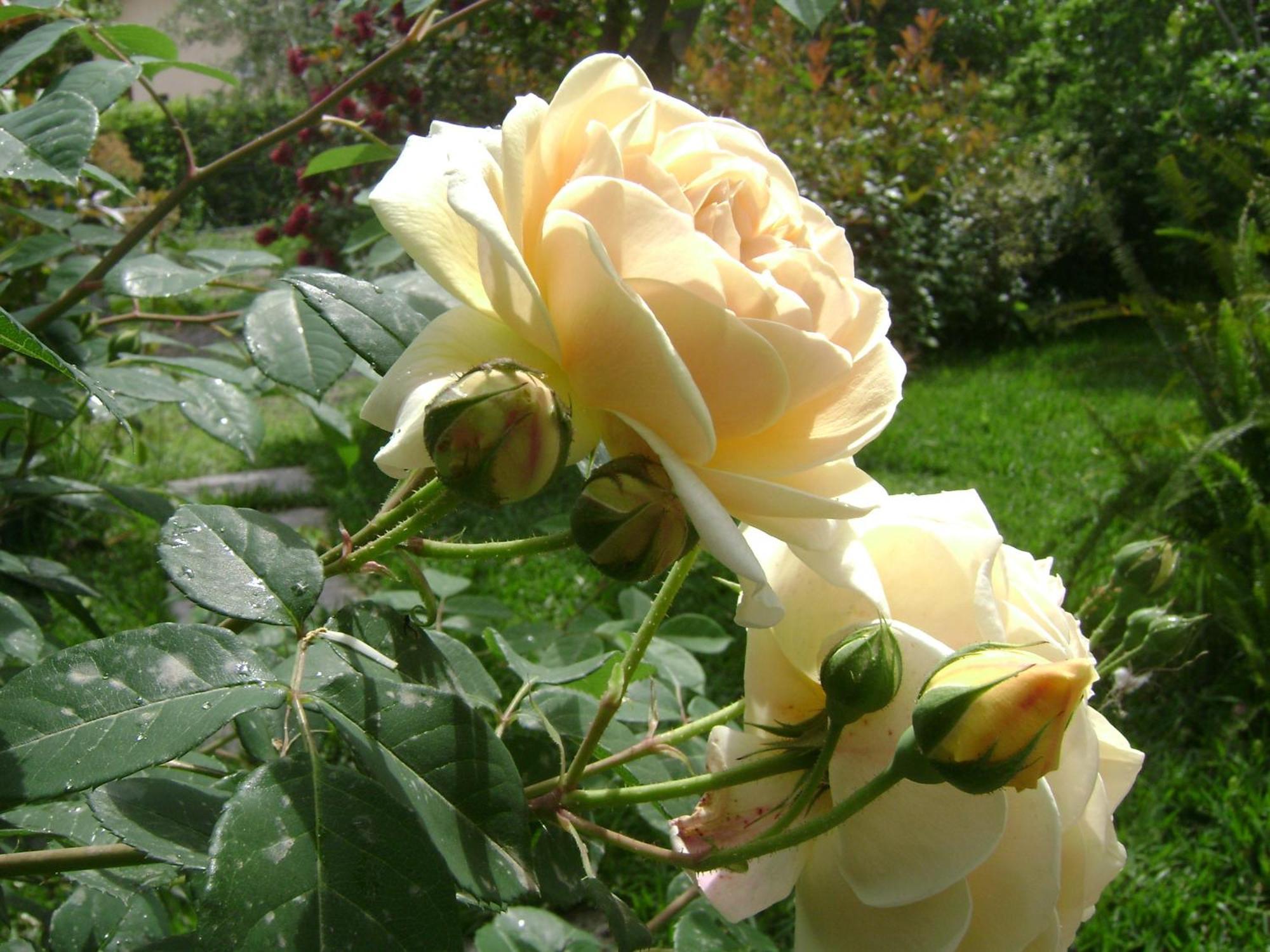 Il Giardino Segreto Bed & Breakfast ทรัปปิเตลโล ห้อง รูปภาพ