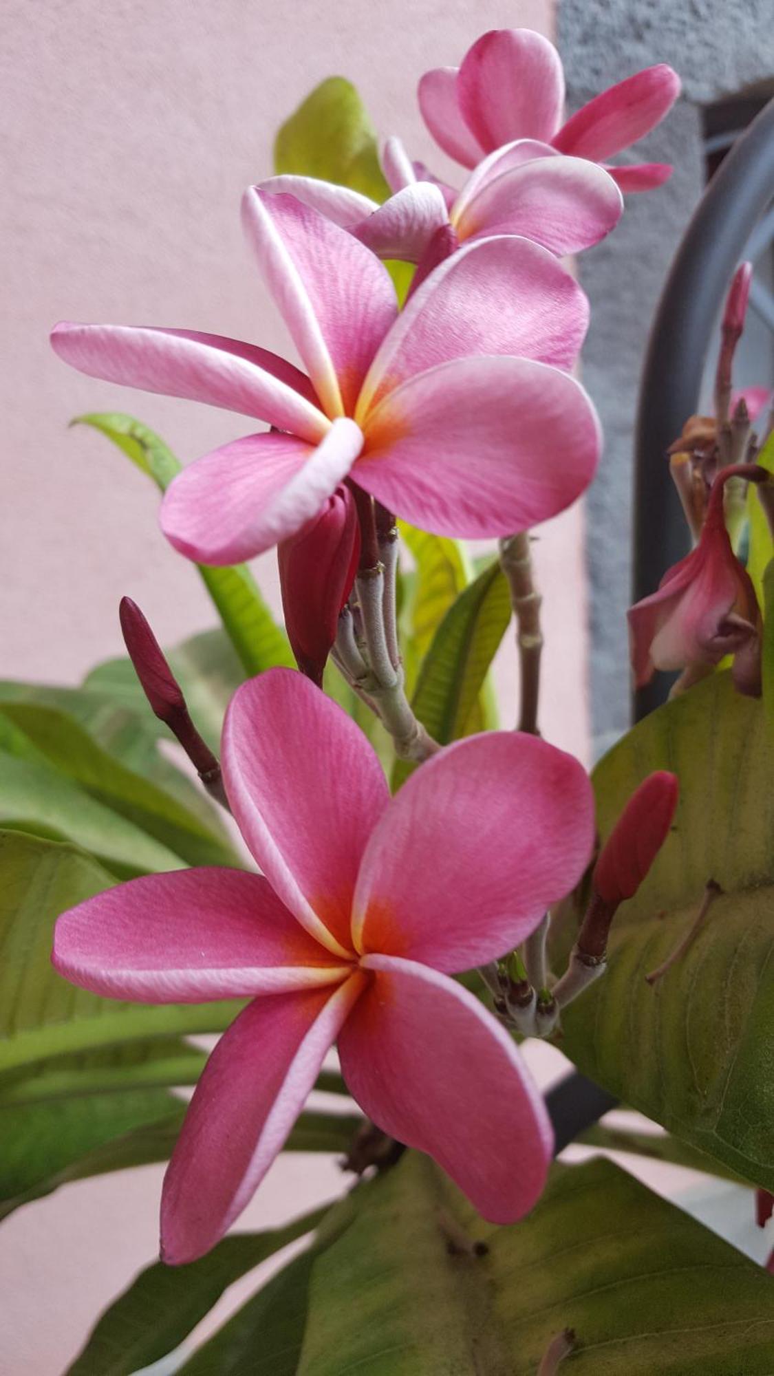 Il Giardino Segreto Bed & Breakfast ทรัปปิเตลโล ภายนอก รูปภาพ